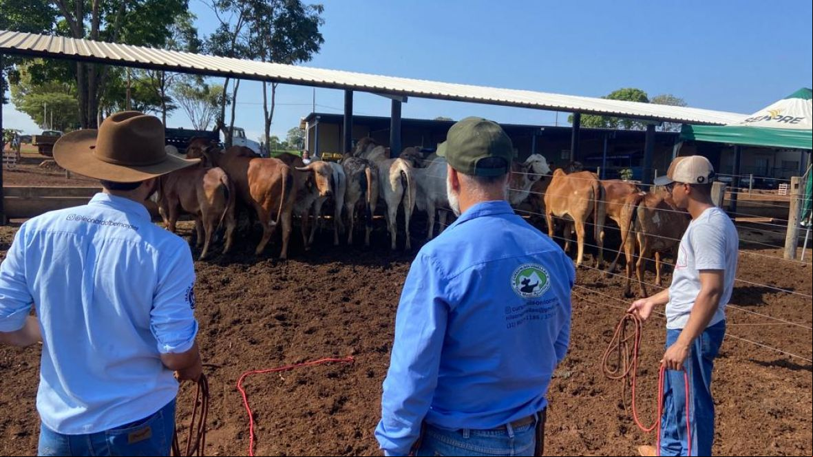 Curso de Doma e Adaptação à Sala de Ordenha prepara novilhas para desafio de produção de leite sem bezerro e sem ocitocina
