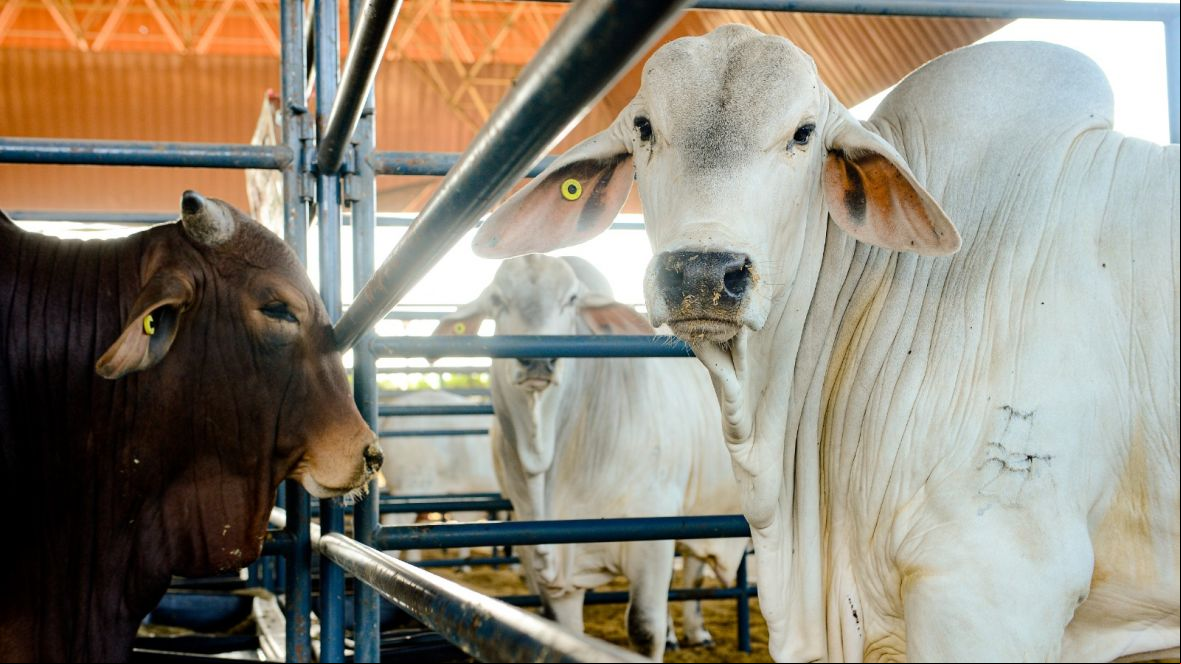 PNAT 2023: reprodutores classificados somam 13.150 doses de sêmen distribuídas