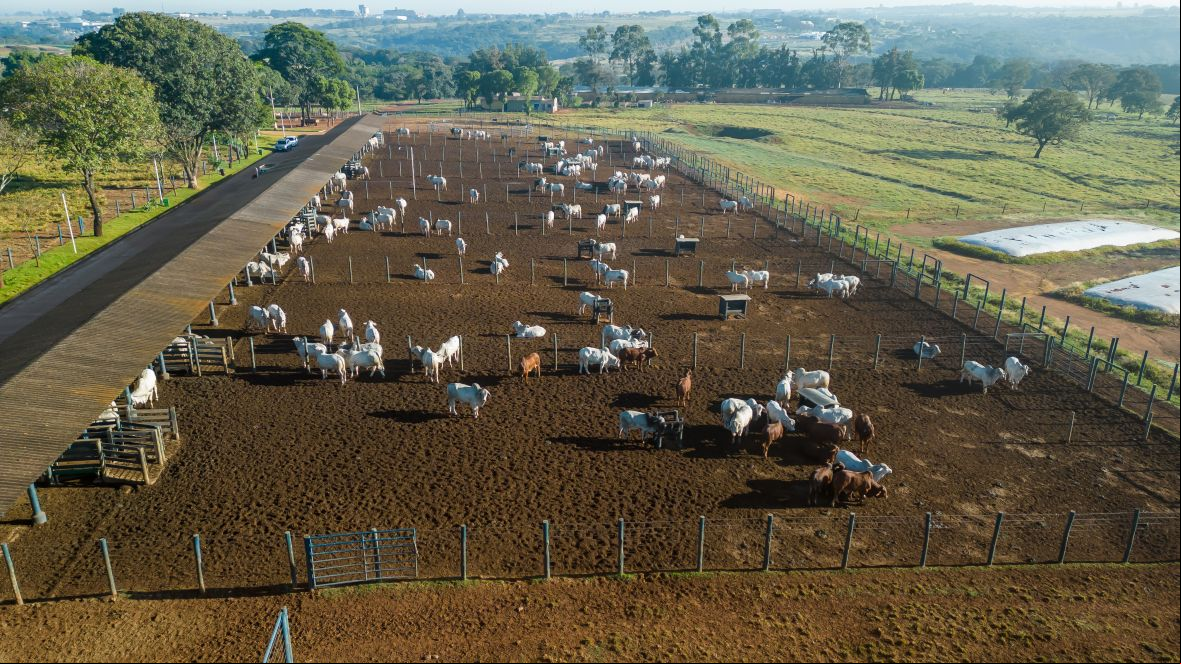 ExpoGenética 2023: ABCZ divulga lista de criatórios com animais inscritos no PNAT