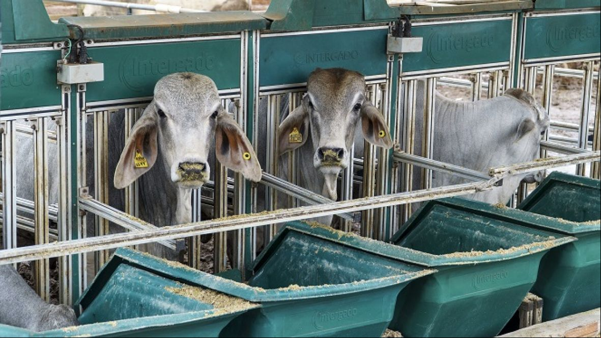 Simpósio sobre a raça Brahman terá anúncio de vencedores da 3ª Prova de Performance e Eficiência
