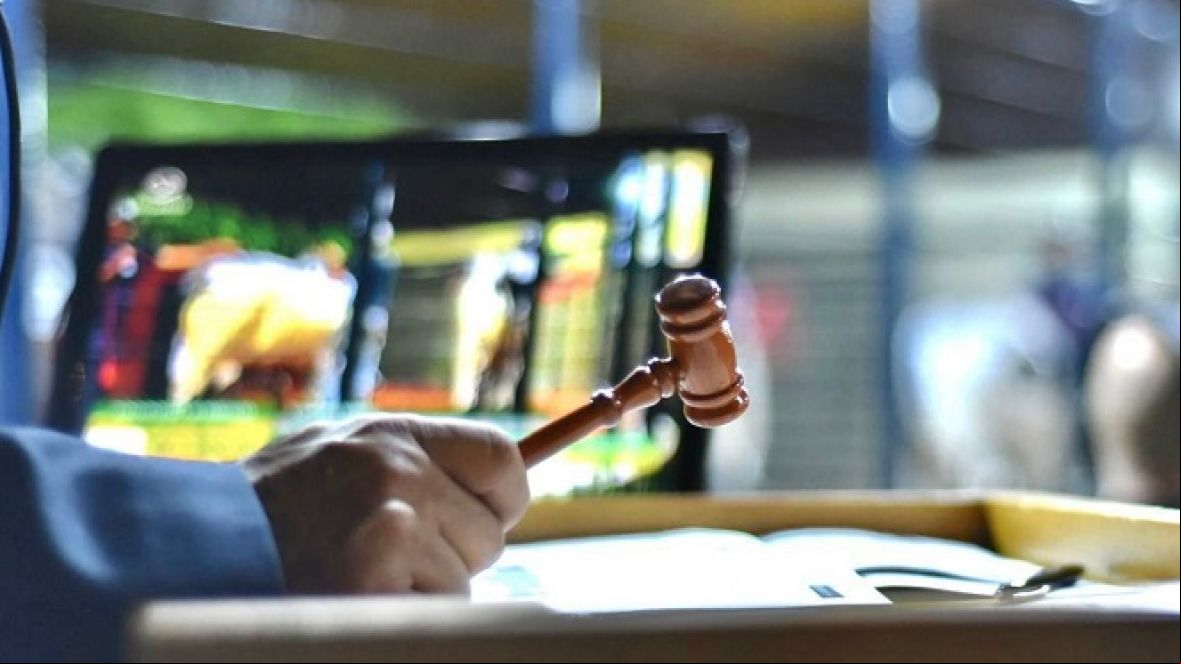 Leilões da 16ª ExpoGenética já movimentaram quase R$ 7 milhões
